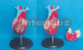 ADULT NATURAL ANATOMICAL HEART, LONG-VESSEL, 4 PCS WITH PLASTIC BASE